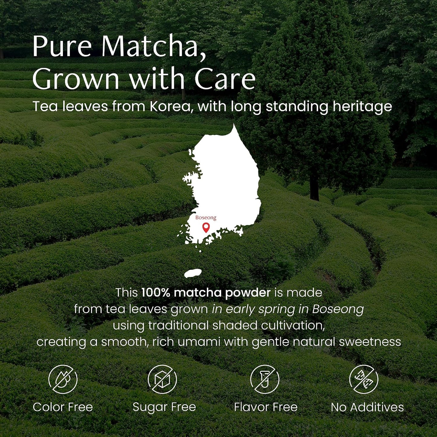 Magpie&amp;Tiger Premium Matcha Powder - Perfect for Matcha Lattes | Authentic Korean Green Tea from Boseong, Korea | Rich, Vibrant Flavor with a Clean Finish (40g)