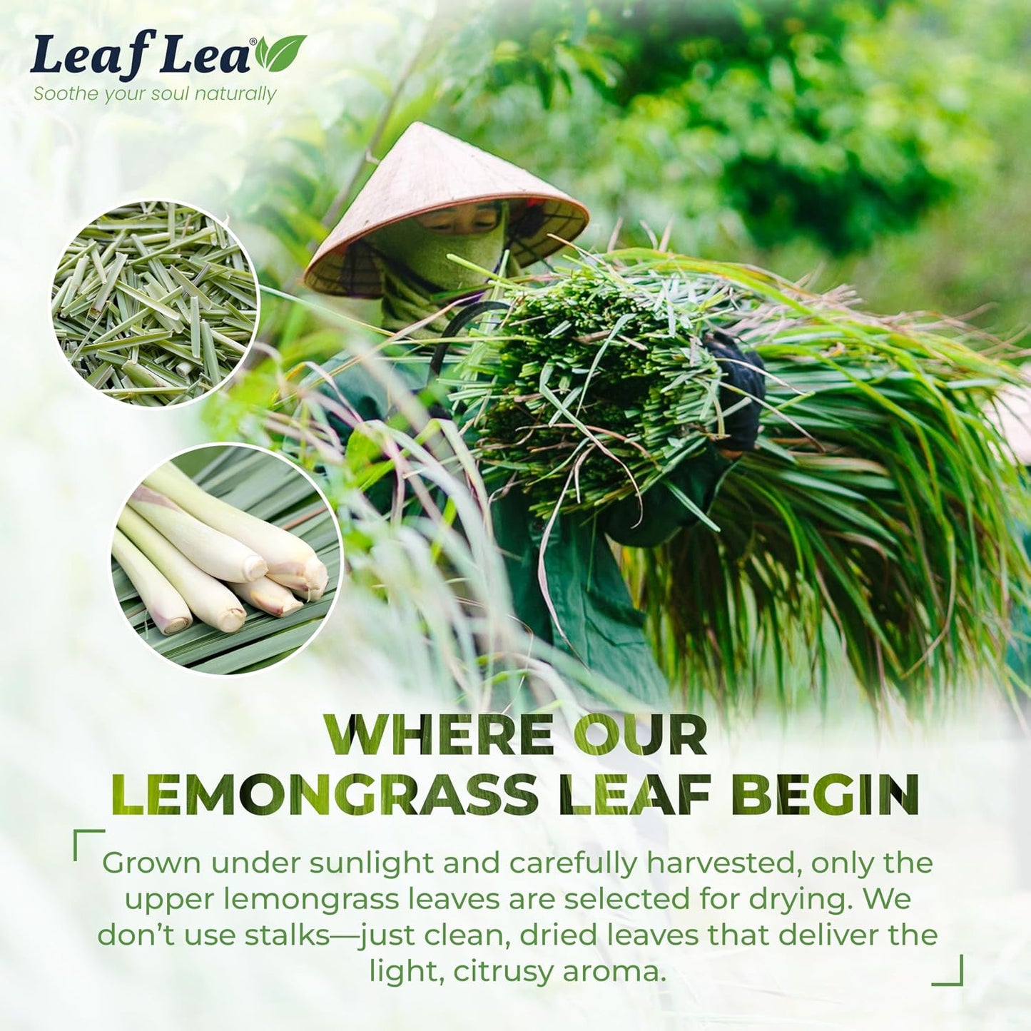 LeafLea Premium Lemongrass Herbal Tea Bags, Digestion Support, 80 Count | Natural Lemongrass Leaves, Te De Limoncillo, Light &amp; Soothing Taste, Caffeine-Free, Sugar-Free, Vegan, Individually Wrapped