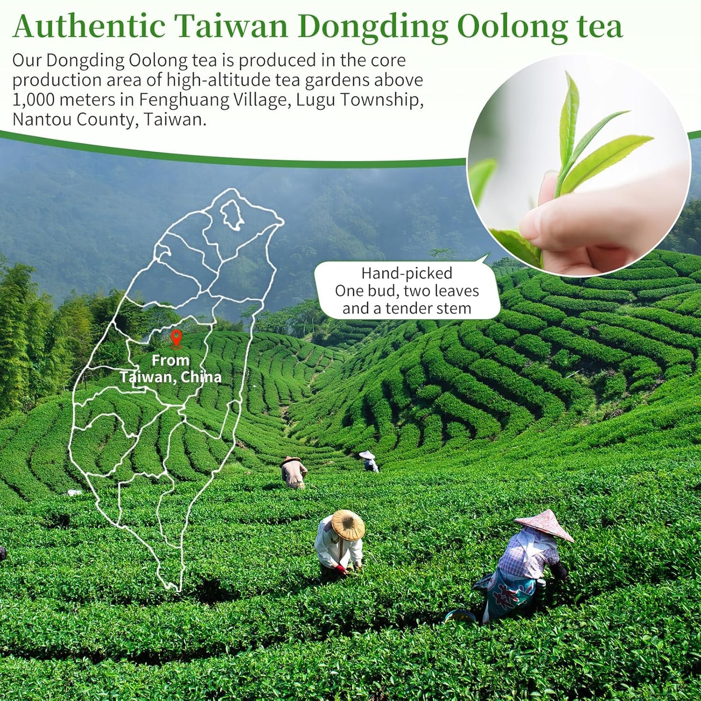 XIXICHA Dongding Oolong Tea Loose Leaf Taiwan Tea High Mountain Oolong Taiwan Dong Ding Gaoshan Ulong Tea Taiwanese Green Oolong One Thousand Meters High Mountain 150g/5.3oz （120 cups）凍頂乌龙茶 冻顶乌龙 乌龙茶 台湾茶