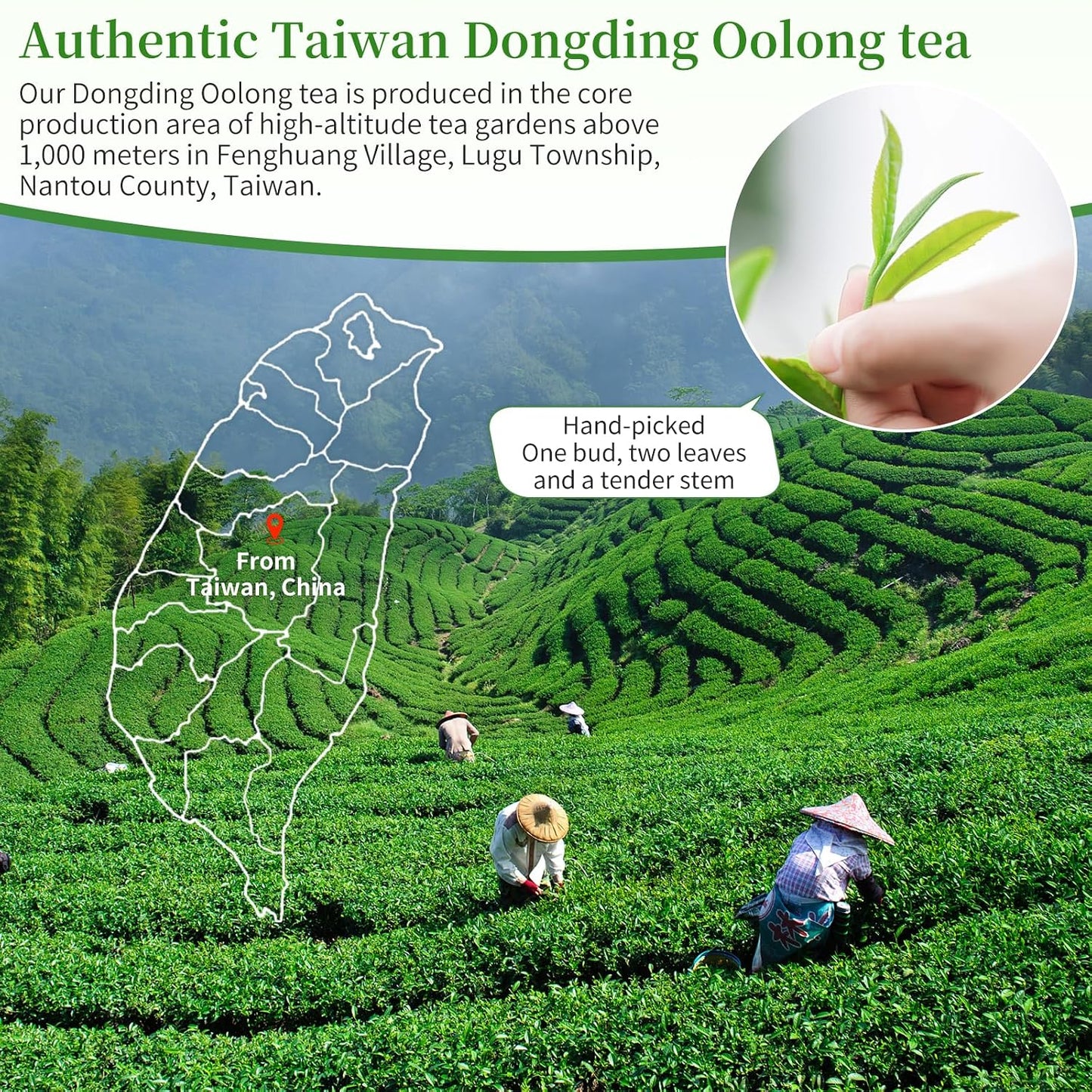XIXICHA Dongding Oolong Tea Loose Leaf Taiwan High Mountain Tea Taiwan Dong Ding Gaoshan Ulong Tea Taiwanese Green Oolong One Thousand Meters High Mountain 150g/5.3oz （120 cups）凍頂乌龙茶 冻顶乌龙 乌龙茶 台湾茶