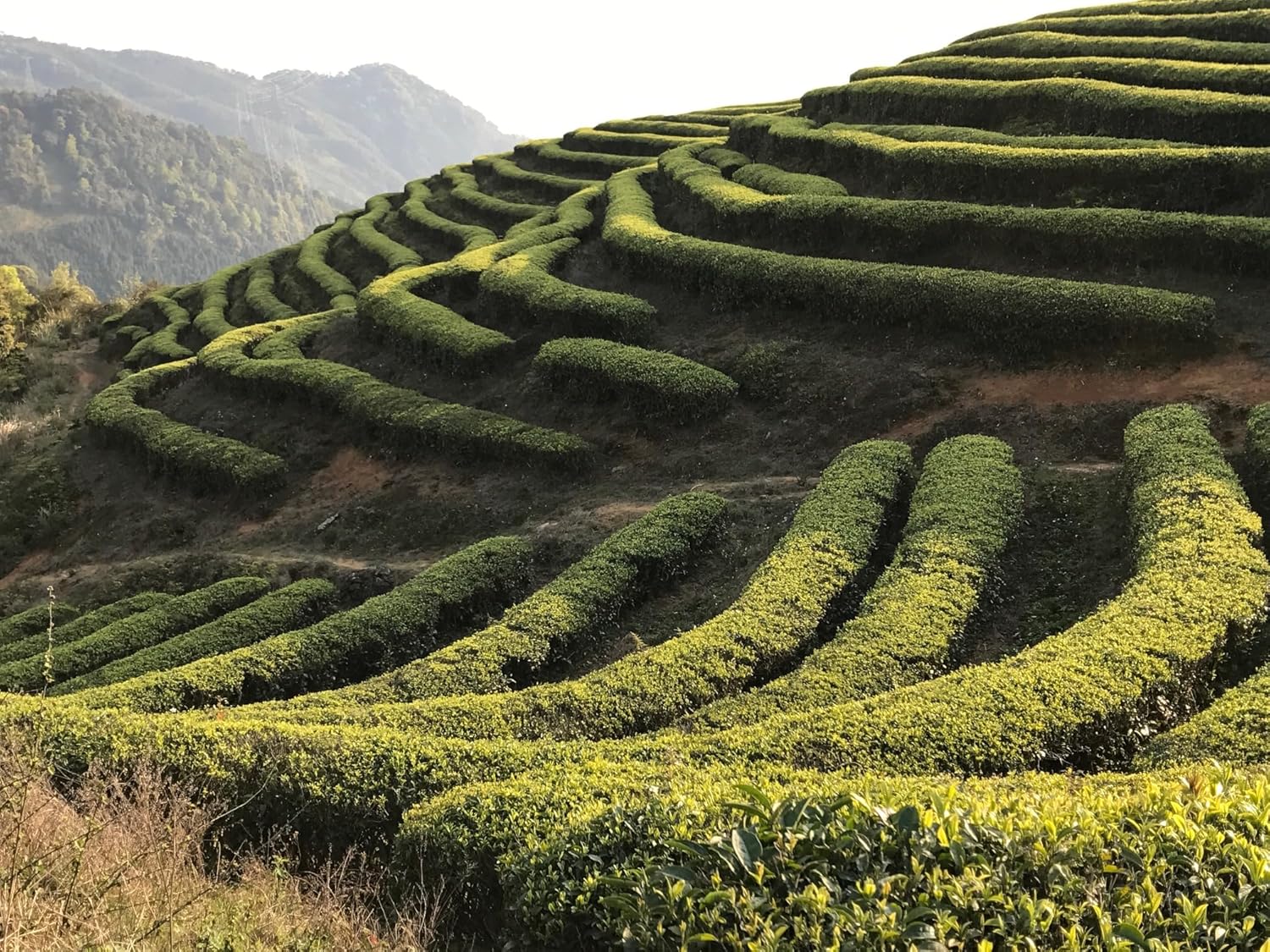 Silk Road Teas, Organic Loose Leaf White Tea, White Peony, Artisan & Fair Trade, Flavors of Melon & Honey, 1.6 ounces