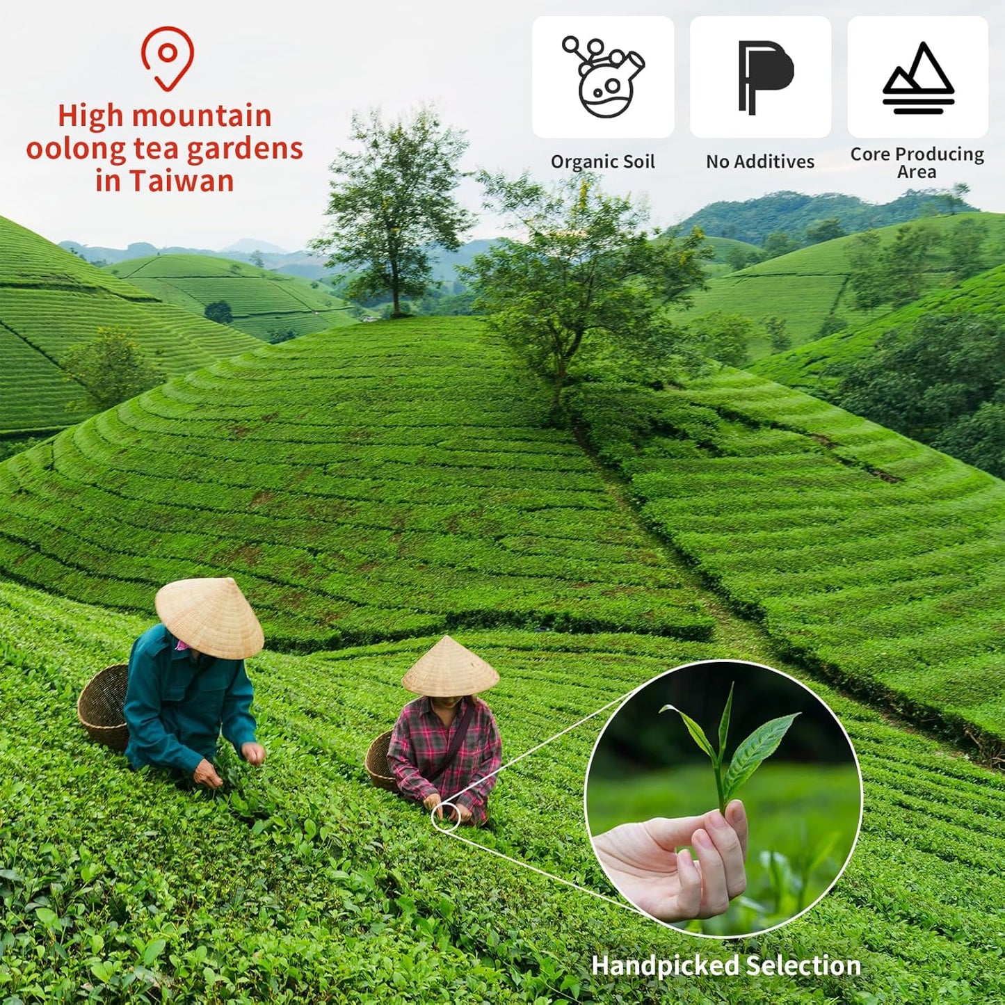 CHADUO Alishan Oolong Tea Loose Leaf Premium Taiwan High Mountain Oolong 5.3oz/150g Spring New Teas Chinese Tea Orchid Aroma 乌龙茶 台湾茶 阿里山乌龙茶 高山茶
