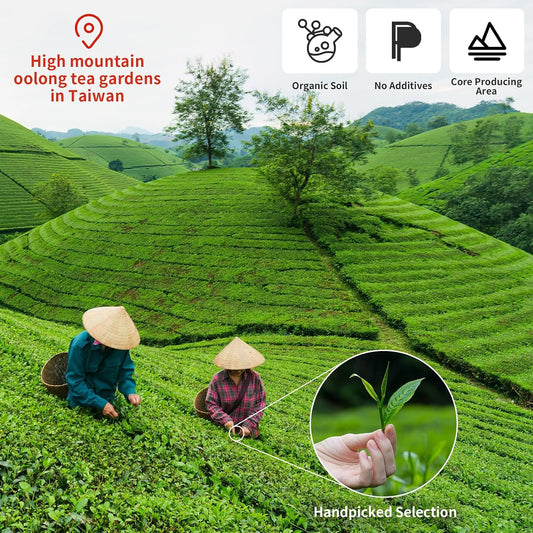 CHADUO Alishan Oolong Tea Loose Leaf Premium Taiwan High Mountain Oolong 5.3oz/150g Spring New Teas Chinese Tea Orchid Aroma 乌龙茶 台湾茶 阿里山乌龙茶 高山茶