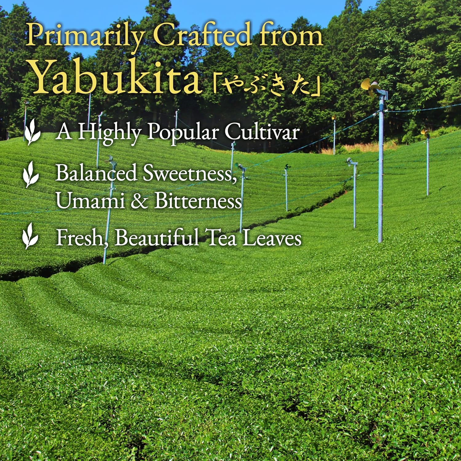 YAMASAN KYOTO UJI Japanese Sencha Green Tea, 100% First-Harvest Loose Leaf, Bright Color, Refreshing Aroma, Well-Balanced and Clean Taste, Unsweetened, Made in Japan, 80g(2.8oz)