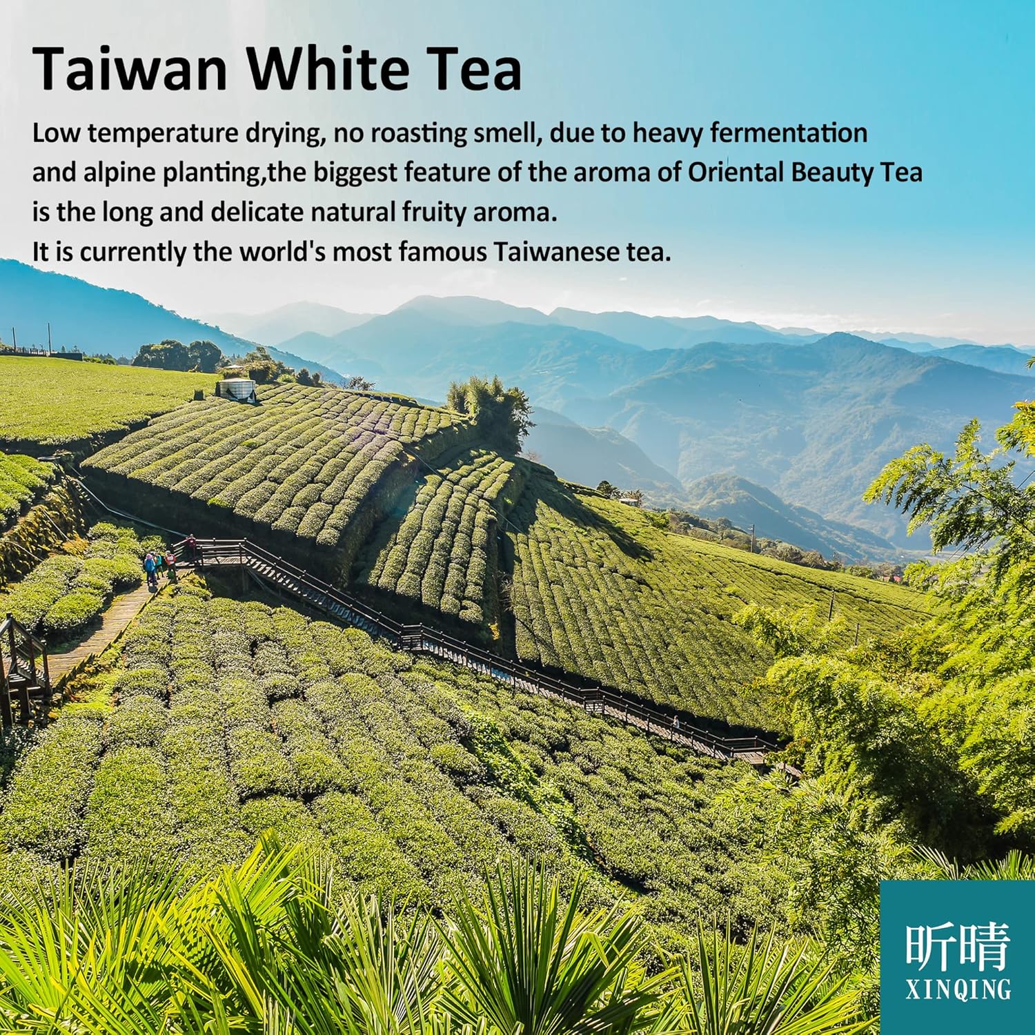 Xin Qing White Oolong Tea - Oriental Beauty High Mountain Loose Leaf Tea 75g